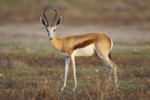 Speedy Springbok